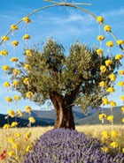 LOccitane   