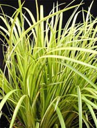 ��������� �����