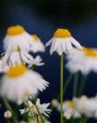 ������ ����� ��������� ��� ������������� ���������