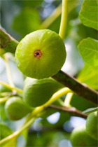 ��������� �����