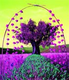 ������� ������ ������ �� L'Occitane