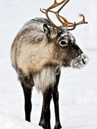 ������ ������� � ��������� � ����� � ����� ������? ���������� � ������������