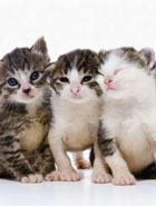 ���������� ������ �����: ���� ����� ����� �������� �����������������