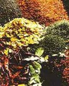 ���� �������: ��������� ��������. ����� 1