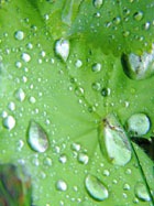 ������������ ����