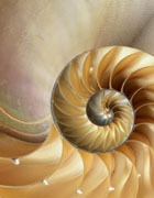 ������ �������� �������� � ����