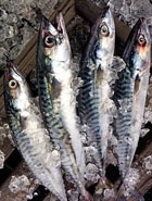 ����� ��� � ������� ���������