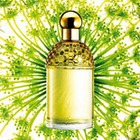     Aqua Allegoria  Guerlain