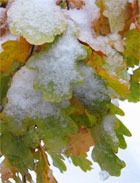 ������ ����������� ������� �����-���� 2009