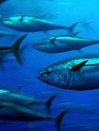 ����� ����� ���� ������ ��� ��������