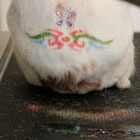 ����� ��������� ������� ���-�����: ���� ��� �������