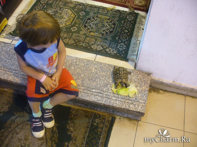 ���������� ��������