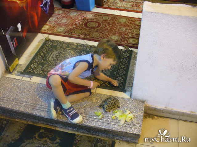 ��� ����