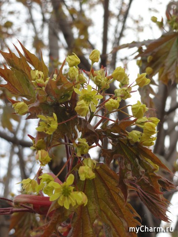 Красавица природа