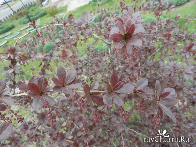 ��������� �������