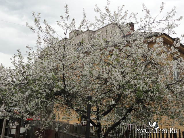 ��������� �������