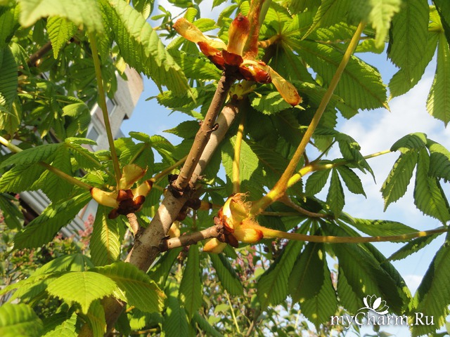 ��������� �������