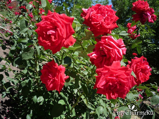 ���� ���� ������ �����