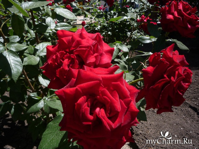 ���� ���� ������ �����