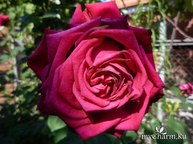 ���� ���� ������ �����