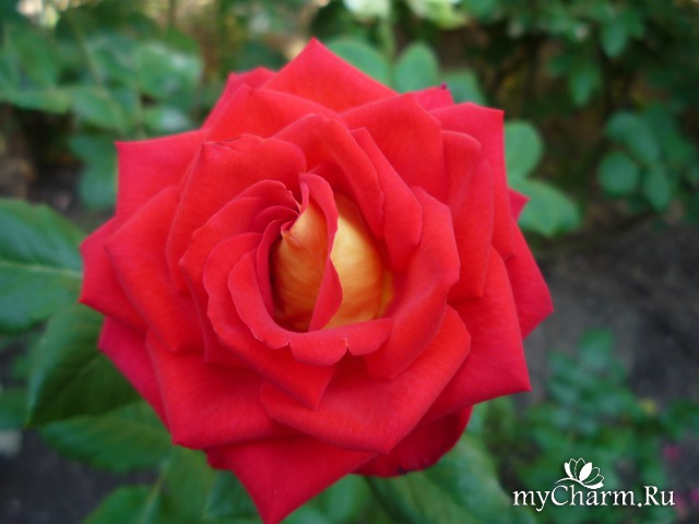 ���� ���� ������ �����