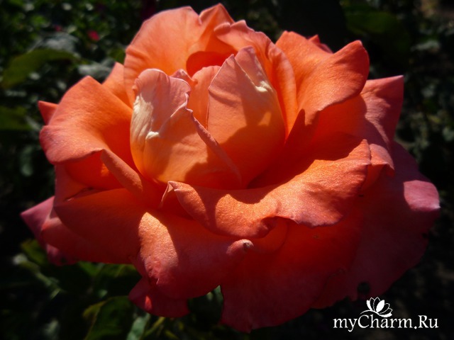 ���� ���� ������ �����