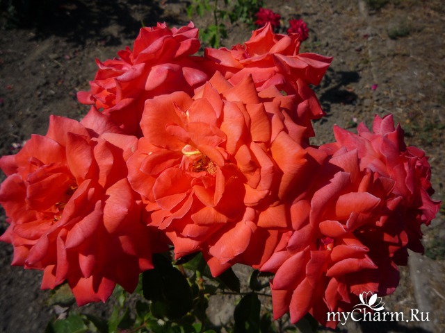 ���� ���� ������ �����