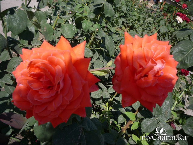 ���� ���� ������ �����