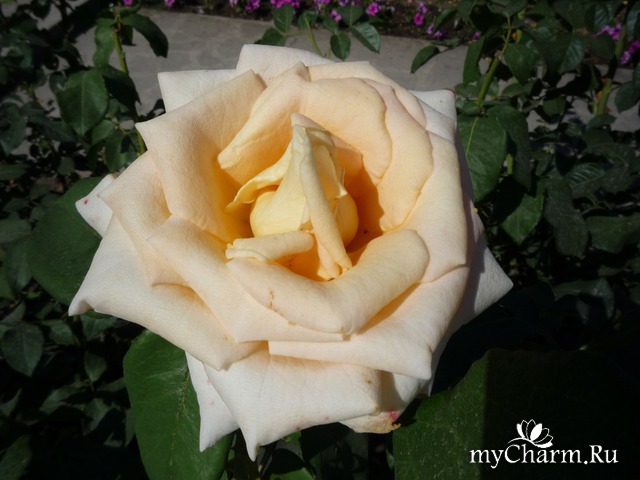 ���� ���� ������ �����