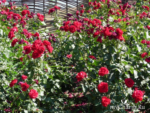 ���� ���� ������ �����