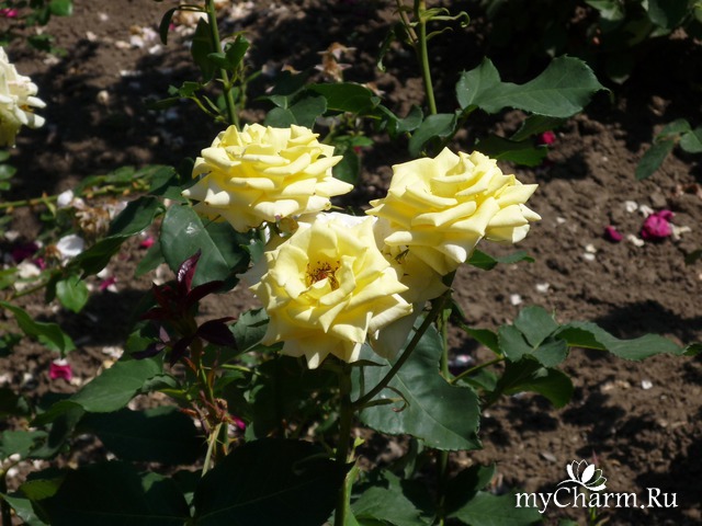 ���� ���� ������ �����