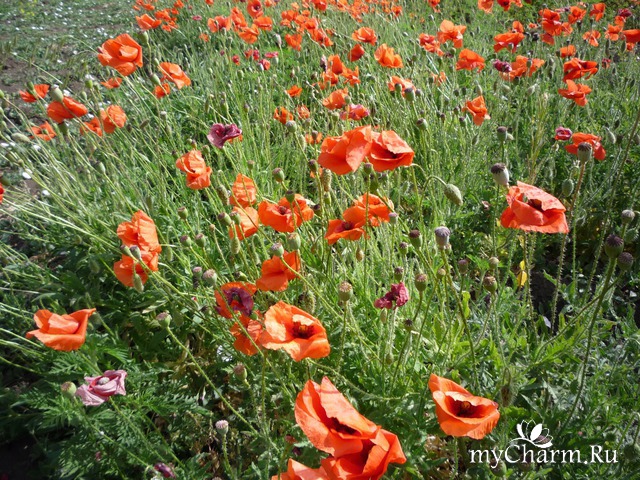 ������ ����� � ��������