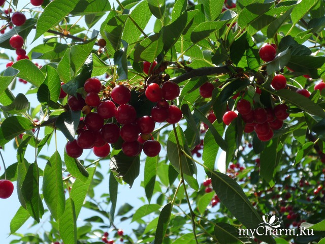 ������ ����� � ��������