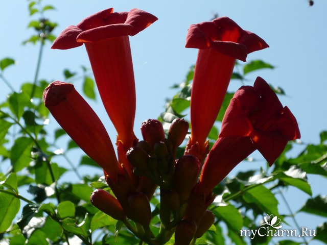 ������ ����� � ��������