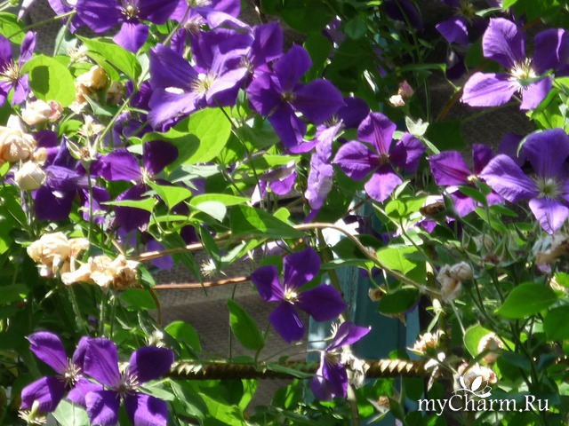 ������ ����� � ��������