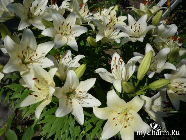 ������ ����� � ��������