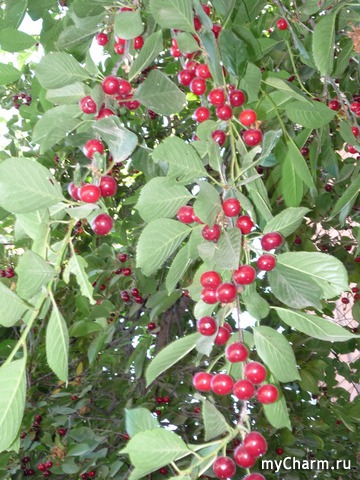 ������ ����� � ��������