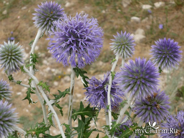 ������ ����� � ��������