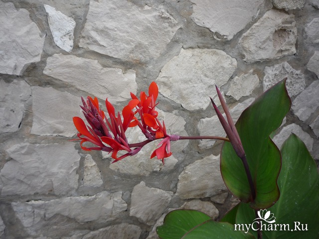 ������ ����� � ��������