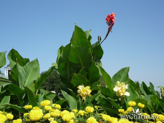 ������ ����� � ��������