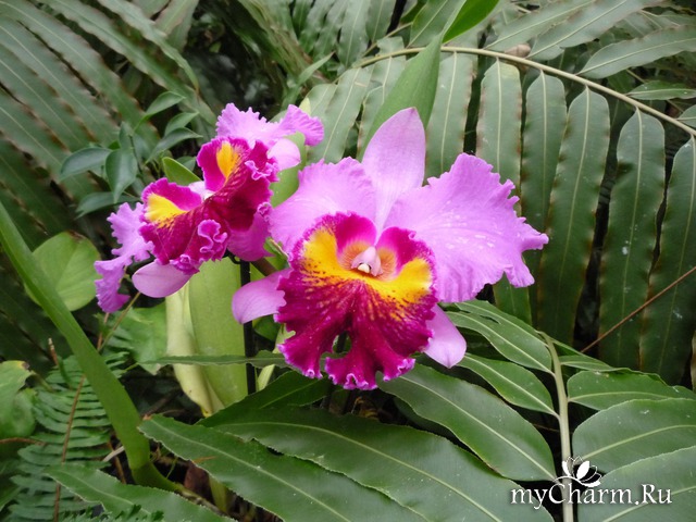 ������ ����� � ��������