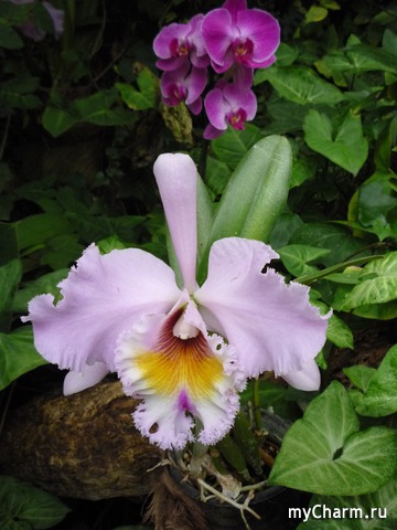 ������ ����� � ��������