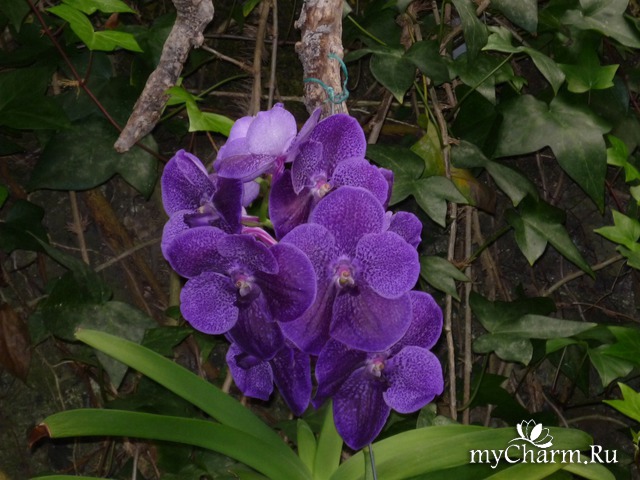 ������ ����� � ��������