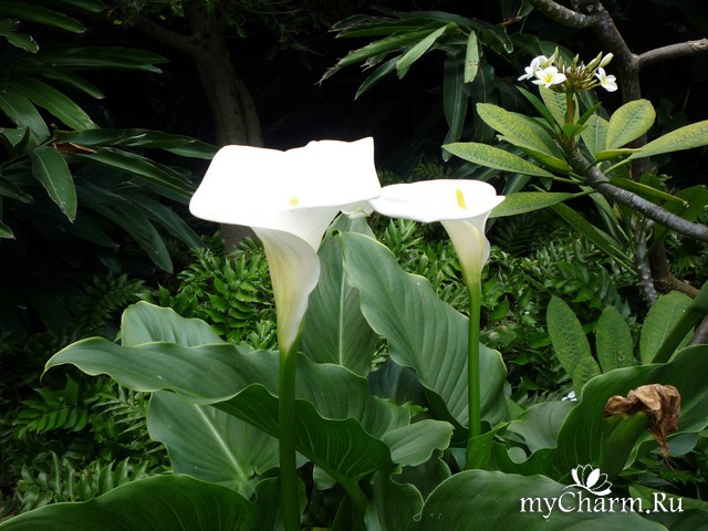 ������ ����� � ��������