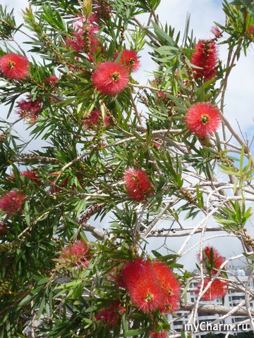 ������ ����� � ��������