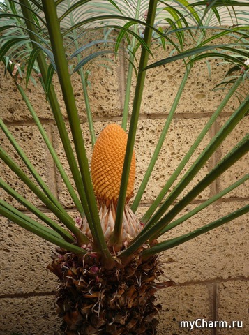 ������ ����� � ��������