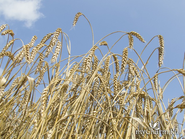 пшеница