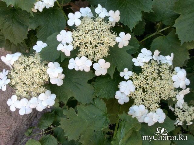 ��������� �������