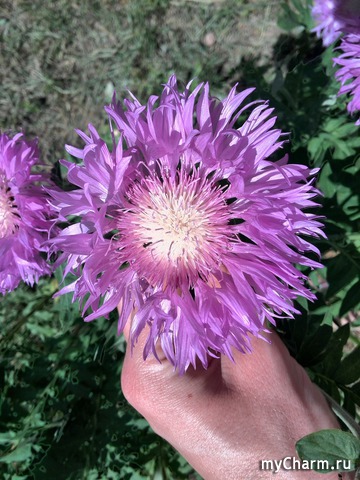 ��������� �������