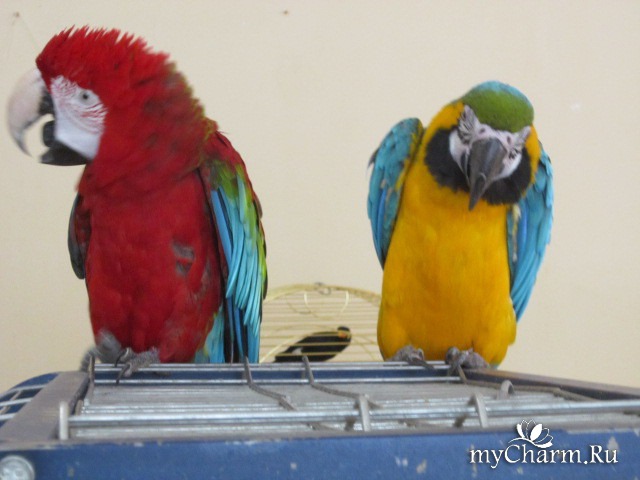 Птицы попугаи ара. Что за звуки издают какаду. Попугай ара синий желтый. Розелла попугай. Красота головы попугая.